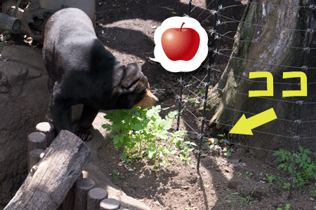 上野動物園 マレーグマ キョウコ