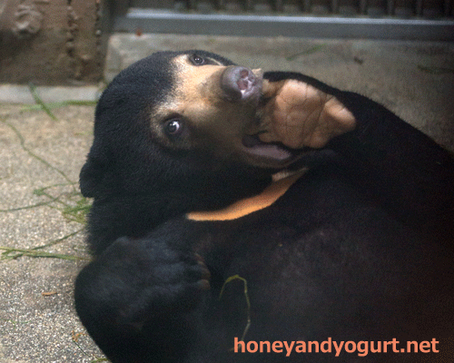東山動物園　マレーグマ　マーネ