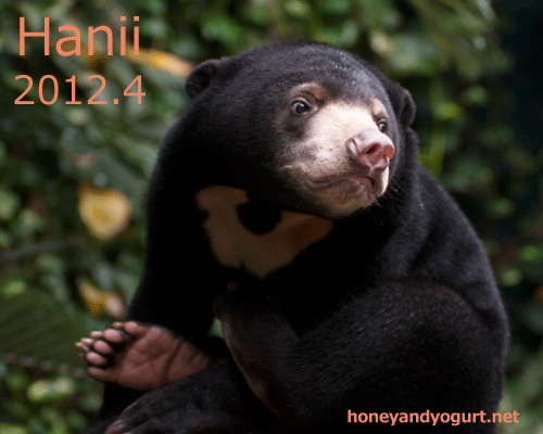 マレーグマ ハニイ