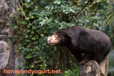 のいち動物公園 マレーグマ タオチイ