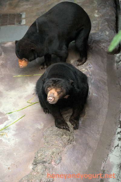 のいち動物公園 マレーグマ ワンピイ タオチイ