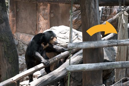 上野動物園 マレーグマ モモコ