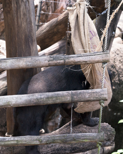 上野動物園 マレーグマ モモコ