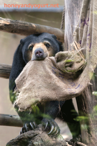 上野動物園 マレーグマ モモコ