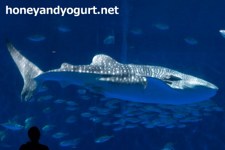 ioworld かごしま水族館 ジンベイザメ