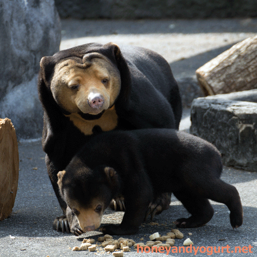 のんほいパーク マレーグマ ノン