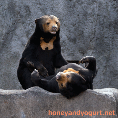 のんほいパーク マレーグマ ノン ノア