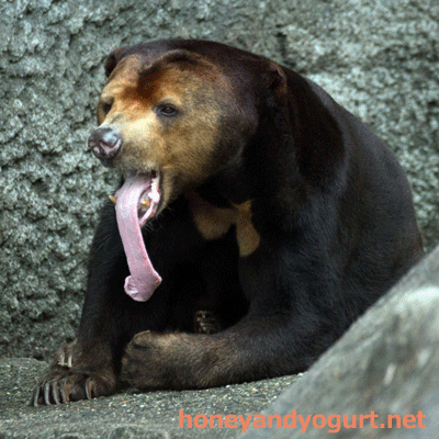 のんほいパーク マレーグマ ノン