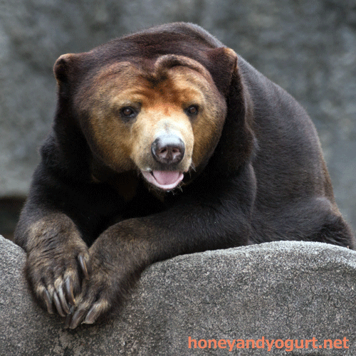 のんほいパーク マレーグマ ノン