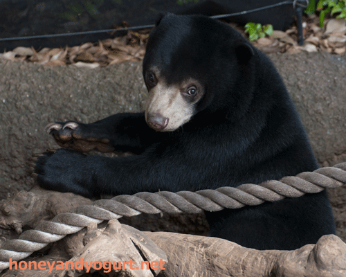 マレーグマ フジ