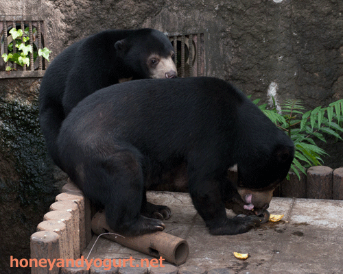 マレーグマ モモコ フジ