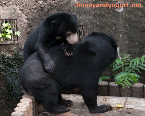 マレーグマ モモコ フジ