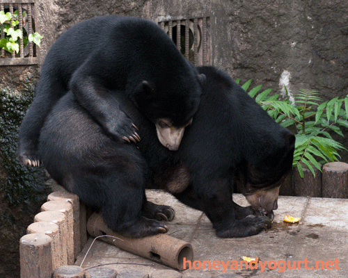 マレーグマ モモコ フジ