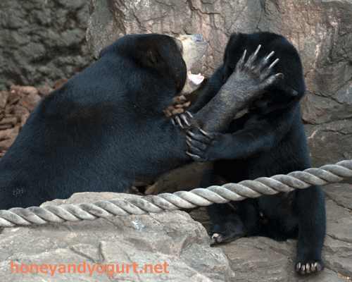 マレーグマ モモコ フジ