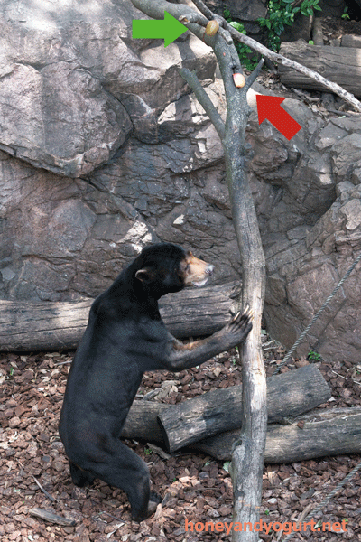 上野動物園　マレーグマ　アズマ