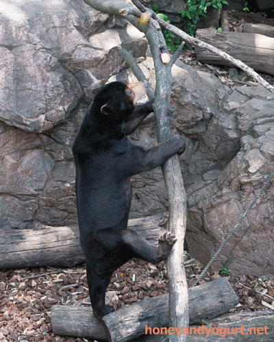 上野動物園　マレーグマ　アズマ