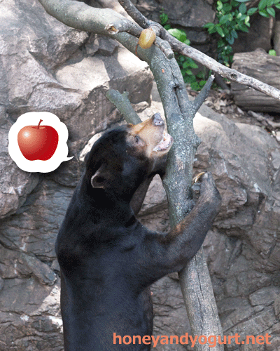 上野動物園　マレーグマ　アズマ
