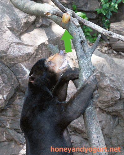 上野動物園　マレーグマ　アズマ