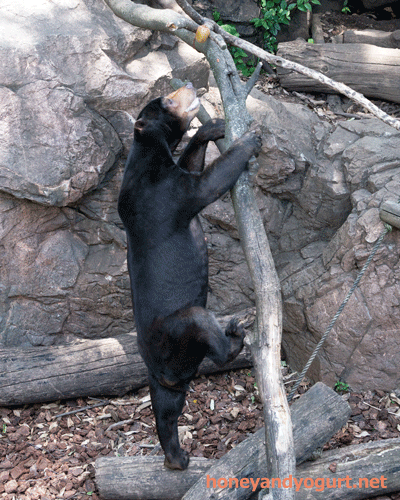 上野動物園　マレーグマ　アズマ