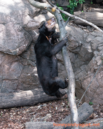 上野動物園　マレーグマ　アズマ