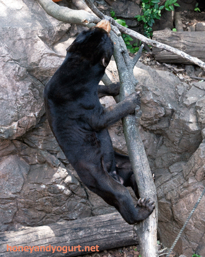 上野動物園　マレーグマ　アズマ