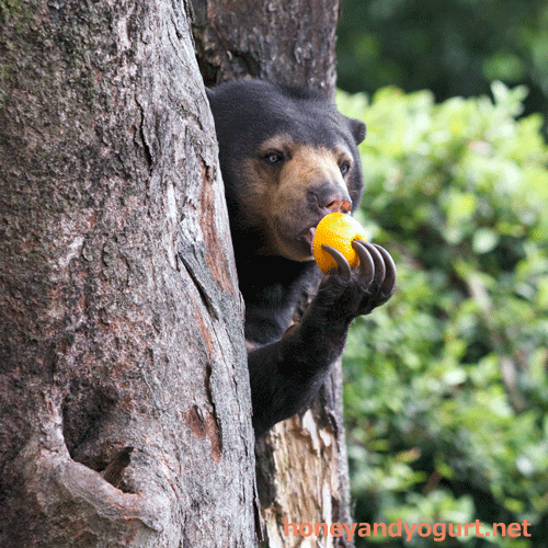 上野動物園　マレーグマ　モモコ