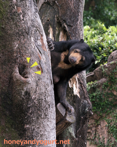 上野動物園　マレーグマ　モモコ