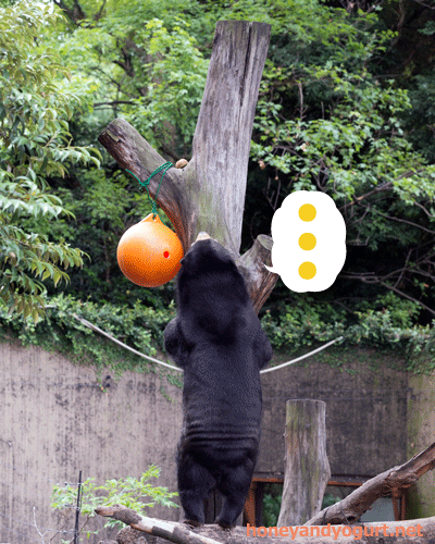 上野動物園　マレーグマ　モモコ