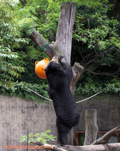 上野動物園　マレーグマ　モモコ