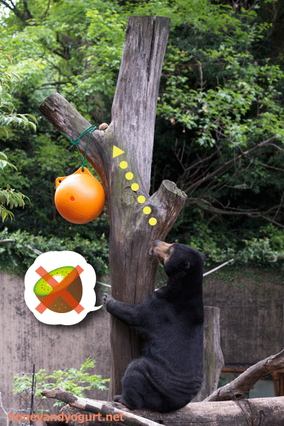 上野動物園　マレーグマ　モモコ
