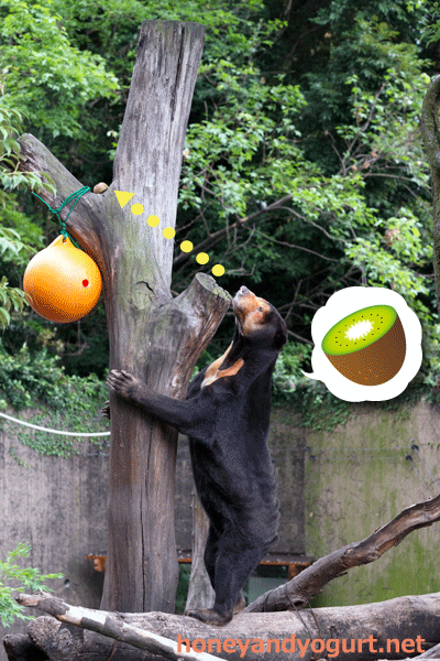 上野動物園　マレーグマ　キョウコ