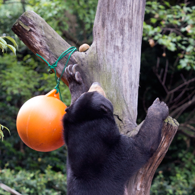 上野動物園　マレーグマ　モモコ
