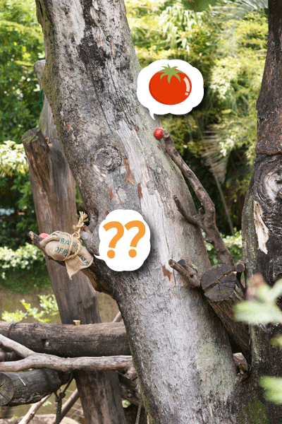 上野動物園 マレーグマ舎