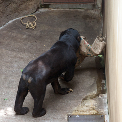 上野動物園 マレーグマ アズマ