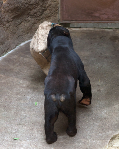 上野動物園 マレーグマ アズマ