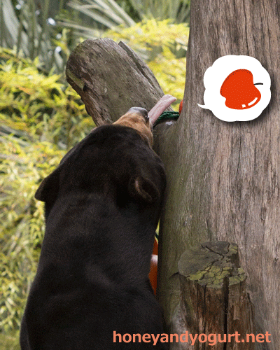 上野動物園 マレーグマ アズマ