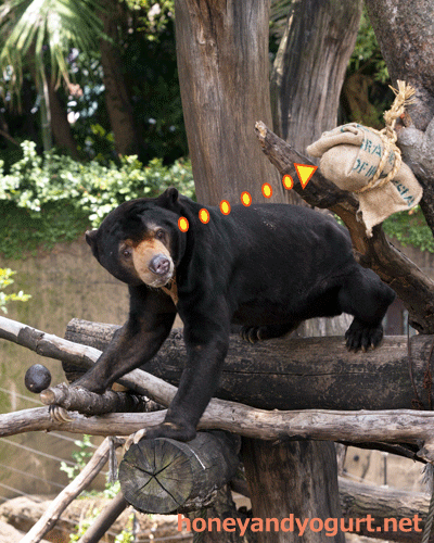 上野動物園 マレーグマ アズマ