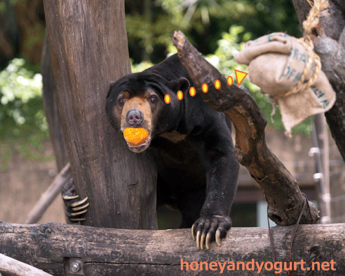 上野動物園 マレーグマ アズマ