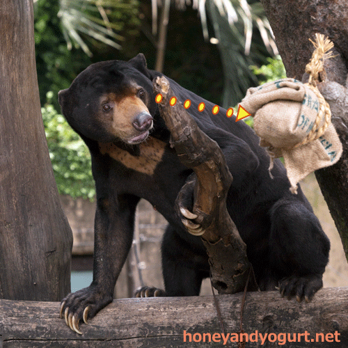 上野動物園 マレーグマ アズマ