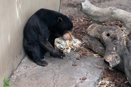 上野動物園 マレーグマ アズマ