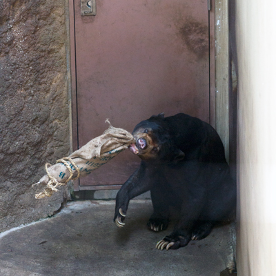 上野動物園 マレーグマ アズマ