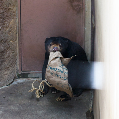 上野動物園 マレーグマ アズマ
