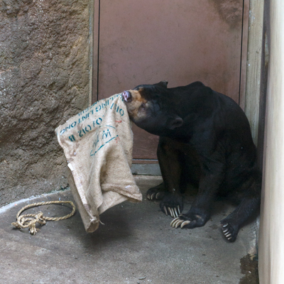 上野動物園 マレーグマ アズマ