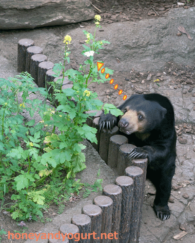 上野動物園 マレーグマ モモコ