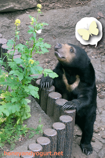 上野動物園 マレーグマ モモコ