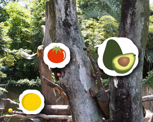 上野動物園 マレーグマ舎