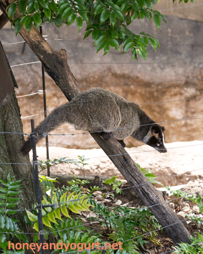 上野動物園 マレーグマ舎