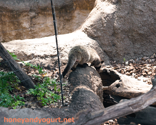 上野動物園 マレーグマ舎