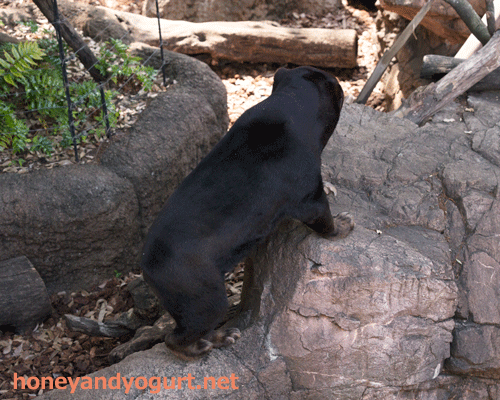 上野動物園 マレーグマ キョウコ