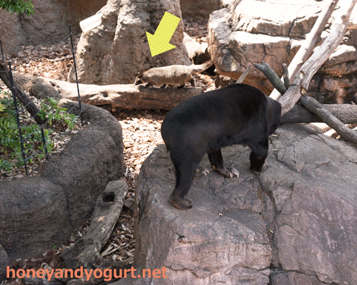 上野動物園 マレーグマ舎